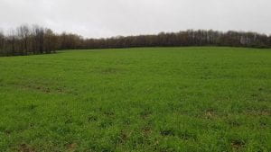 rye cover crop 4.30.21