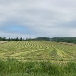 mowed alfalfa field
