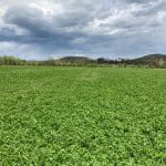 alfalfa field chemung county