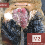 image shows hairy hoof wart in cow