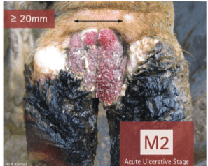 image shows hairy hoof wart in cow