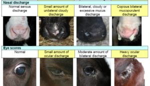 shows various stages of calf nasal and eye discharge