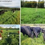 four different pastures shown during project