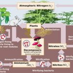 graphic showing the life cycle of nitrogen