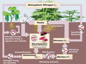 graphic showing the life cycle of nitrogen