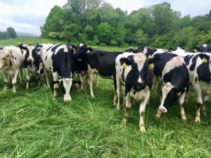 Holstein dairy heifer cows graze on farm grass