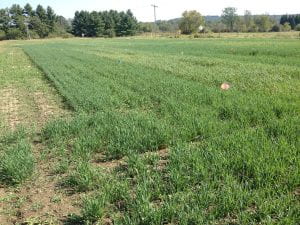 Research plots growing different oat varieties