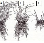 Grass with root system at three grazing heights