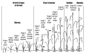 Feeke's stage of maturity for small grains