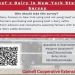 beef x dairy survey