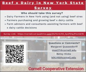 beef x dairy survey