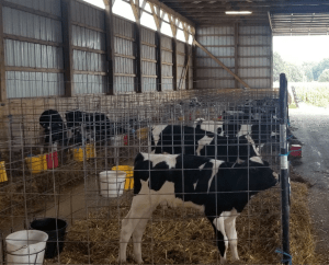 calves in barn, holstein calf