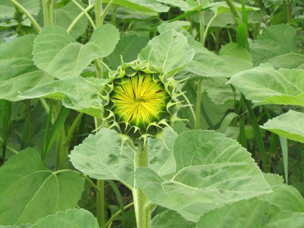 sunflower about to open