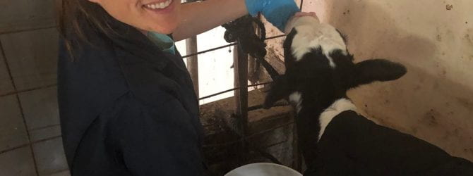 Kasey Schalich in colostrum feeding of calves