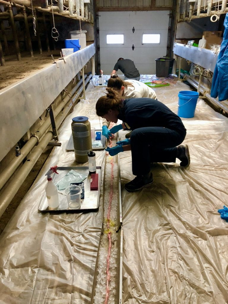 Sampling assembly line for a calf intestine