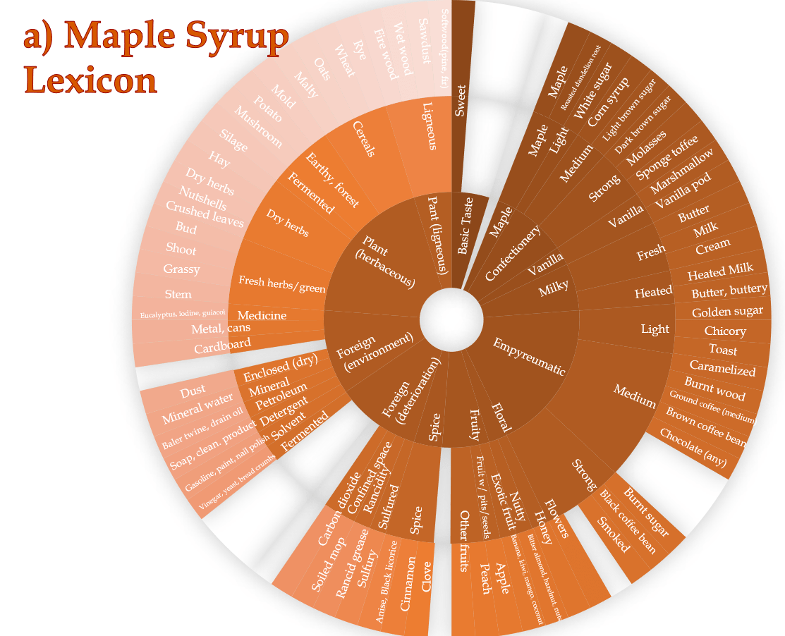 Sensory descriptor wheel for regular Maple Syrup