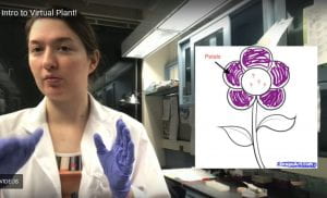 person in lab coat whowing a drawing of a plant