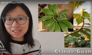 person showing different plants