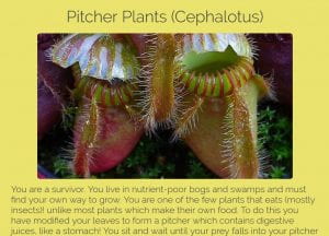 description of pitcher plants