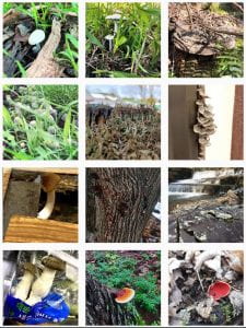 photos on the Cornell fungi instagram account