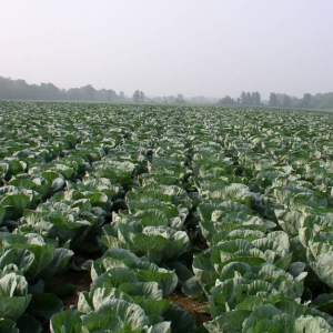 cabbage-field-sq