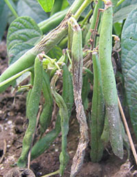 Phytophthora blight infected beans
