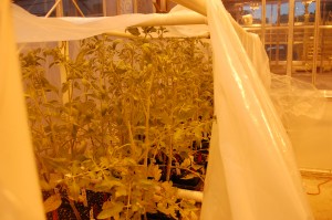 tomato-leaf-mold-greenhouse