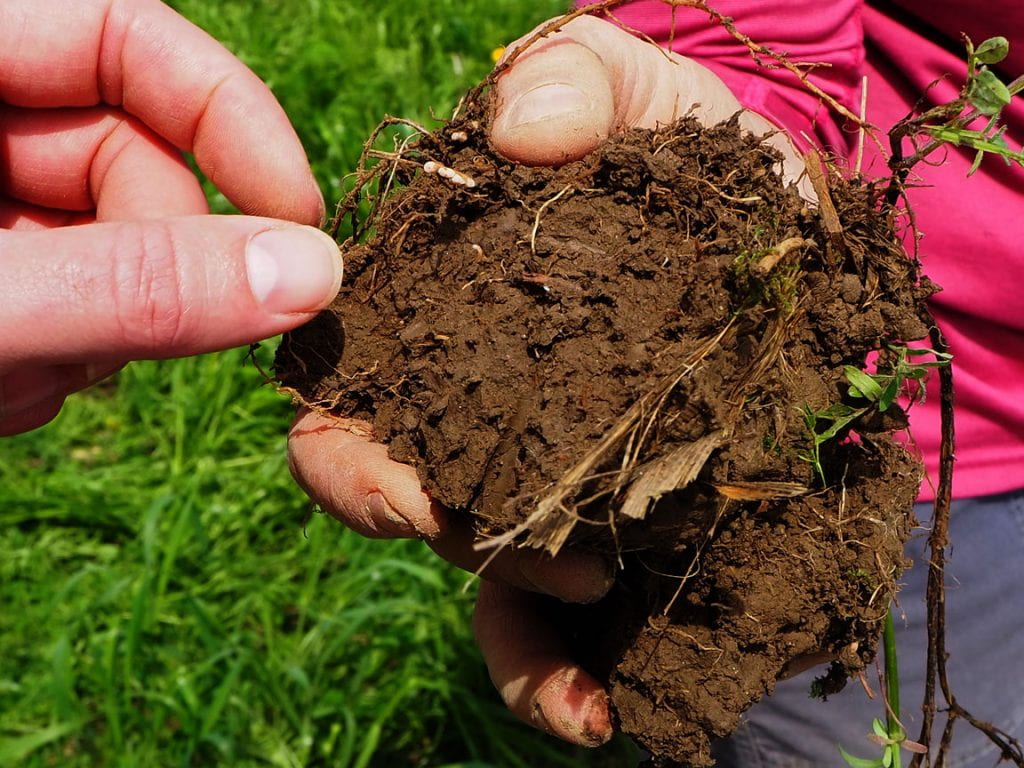 human hand holding a clump of soil