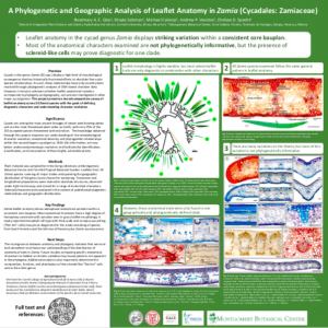 research poster of Zamia leaflet anatomy