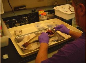 Dr. Getchell performing a fish necropsy