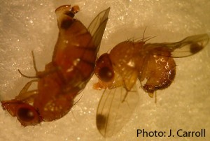 Female spotted wing drosophila (SWD) on left and male SWD on right. Note the large ovipositor on the female and the spot on each wing of the male.