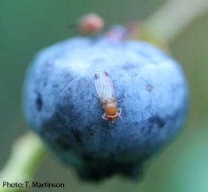 A male spotted wing drosophila (SWD) on blueberry; another likely SWD is in the background.