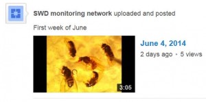 Screen shot of the first SWD youtube video showing trap catch samples.