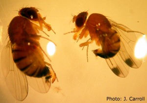 Female SWD (left) and male SWD (right), viewed through a dissecting microscope after being drown in an apple cider vinegar trap. Note the serrated ovipositor on the female and the dark single spot on each wing of the male. 
