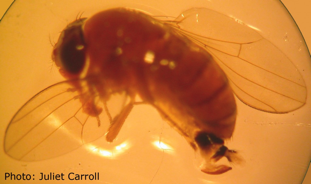Photomicrograph of a female SWD showing the saw-like ovipositor.