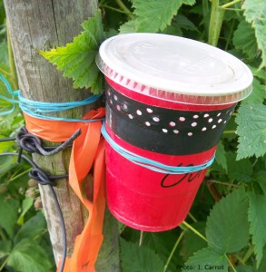 SWD trap, set in summer raspberry. The trap contains an apple cider vinegar drowning solution and a specimen cup with a wheat dough bait. Traps are checked weekly.