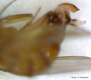 Detail of the spotted wing Drosophila female's abdomen showing the extended ovipositor and the dark, saw-toothed edge used to cut into fruit to lay her eggs inside.