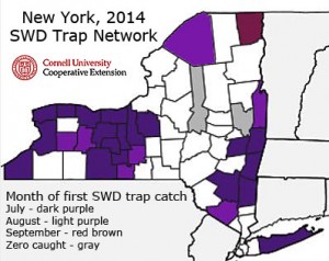 First trap catch distribution for spotted wing Drosophila in the 2014 NY Monitoring Network