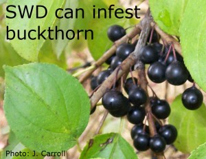 Buckthorn fruit can support populations of SWD.