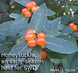 Fruit of tartarian honeysuckle, also considered an invasive plant in NY, can support SWD development.