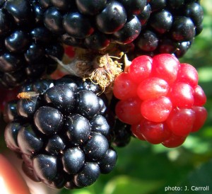 Picture of a male SWD on a blackberry.