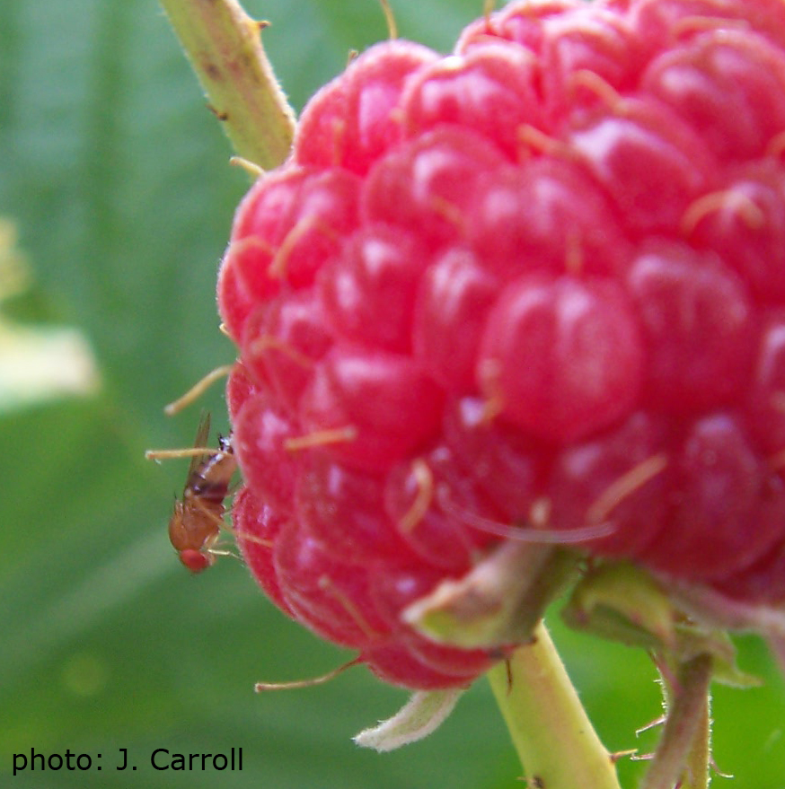 Photo of a female SWD on a raspberry.