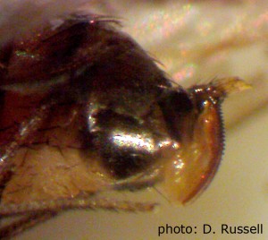 SWD has a sclerotized ovipositor used to slice into fruit and lay eggs.