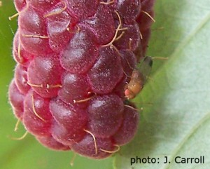 Male SWD on raspberry fruit. Note dimpling on the fruitlet in the upper left corner of the photo - indicative of fruit infestation.