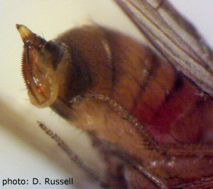 Belly-side-up (ventral) view of the SWD ovipositor, a key characteristic for identification.