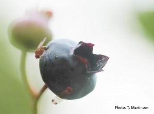 A picture showing two male SWD on a blueberry.