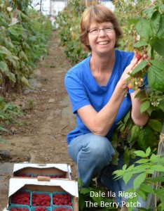 Beautiful, ripe raspberries without SWD, that's the goal of every berry grower these days! Including Dale Ila Riggs, The Berry Patch, Stephentown, NY. 