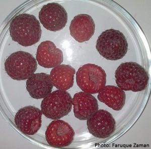 A sample of 30 summer raspberry fruit were checked in the laboratory for SWD breathing tubes, which are indicative of egg laying sites, and none were found.