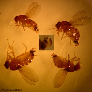 Picture of four female SWD as seen through a dissecting microscope, showing the serrated ovipositor.