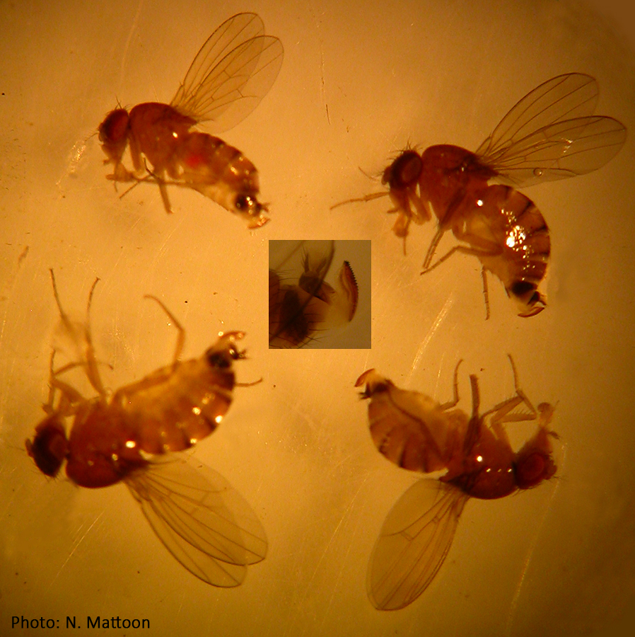 Four female SWD, as seen through a dissecting microscope, that were caught in a Scentry trap. The inset in the middle is a close-up of the females ovipositor.
